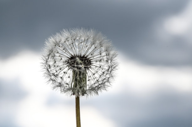 莲蓬头，普通蒲公英图片下载