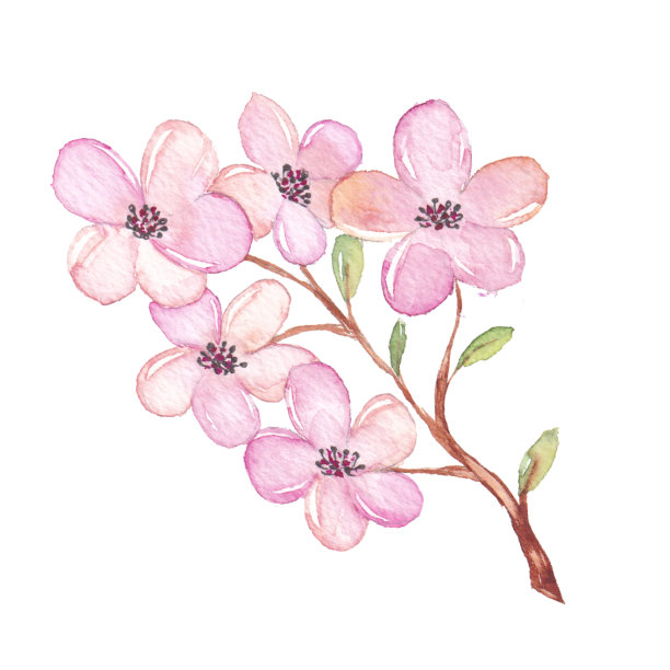 水彩樱花枝图片下载
