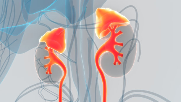 人体泌尿系统、肾脏解剖学图片下载