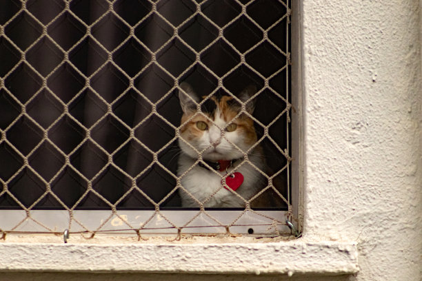 公寓窗户里的猫图片下载