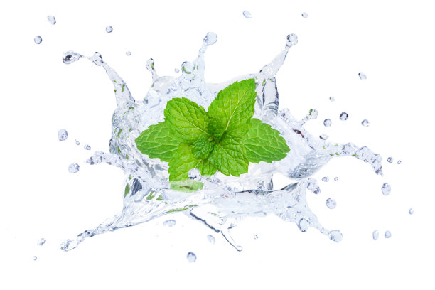 薄荷叶在水里溅起孤立的白色图片下载