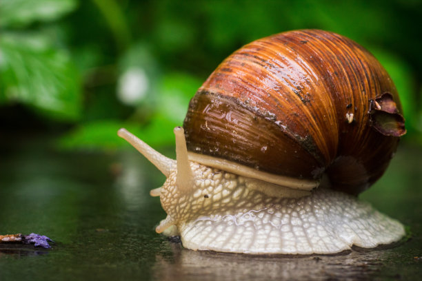 螺旋藻也有罗马蜗牛、勃艮第蜗牛、食用蜗牛或天然环境中的蜗牛。雨后壳里的大蜗牛图片下载