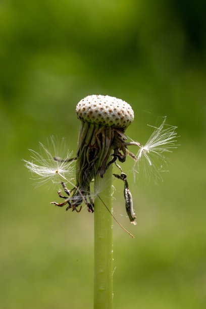 蒲公英种子被风吹走后，蒲公英种子头的微距照片图片下载