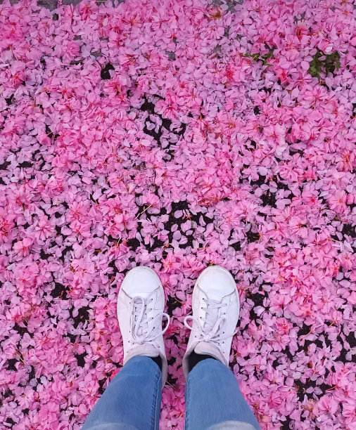 脚踩过粉红色的春花。图片下载
