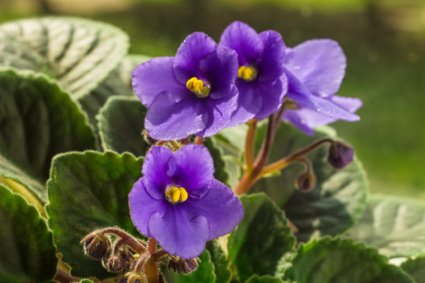 非洲紫罗兰或紫罗兰圣保罗花在花盆里的特写。在自然光的照射下，窗台上盛开的紫罗兰。自制紫罗兰的微距照片图片下载