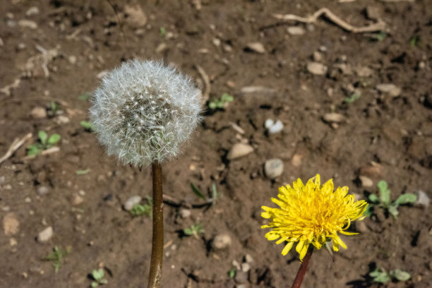蒲公英花种子和草地图片下载
