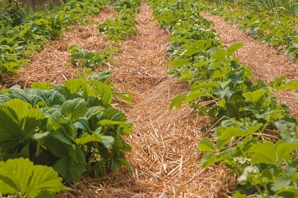 花园里浆果盛开。园艺。温暖的夏日。生态产品。水果图片下载