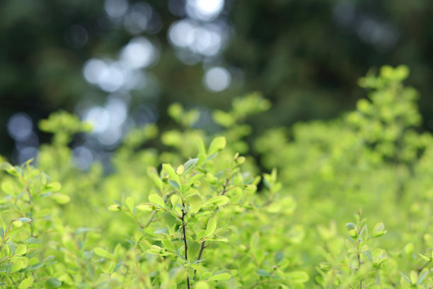 年轻的绿色灌木。初春嫩芽和嫩叶。绿色的灌木。图片下载