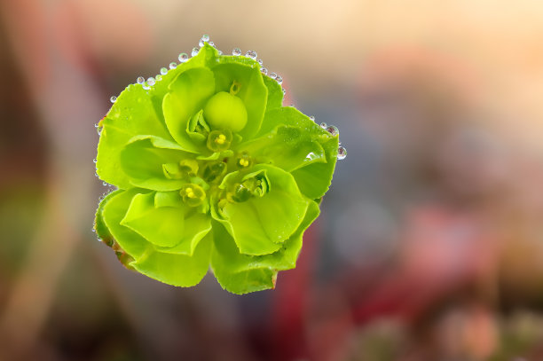 绿色花朵的宏图片下载