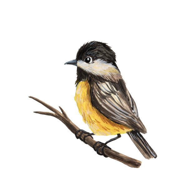 可爱的山雀插图。鸟的艺术。卡通风格。水粉颜料绘画。儿童插图。欧洲山雀黄胸像。孤立的手绘插图。Ornitology艺术。Birdwatchig爱好。图片下载