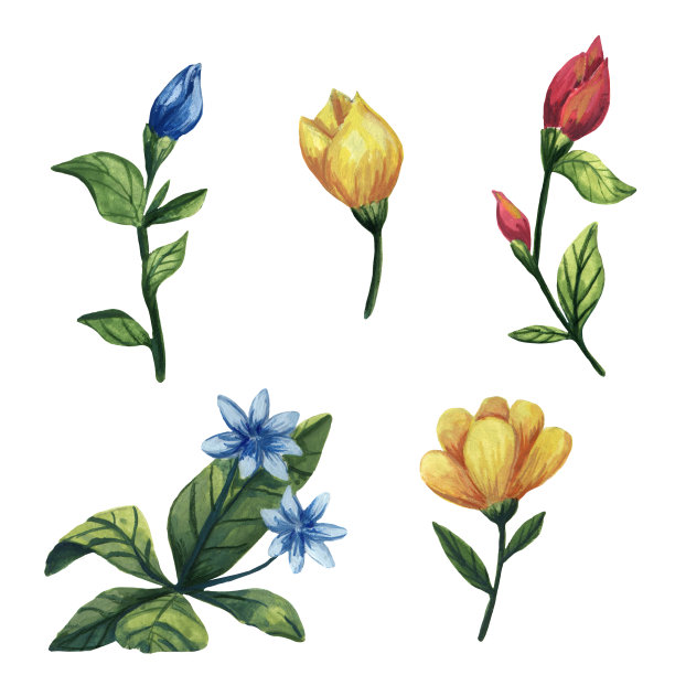 水粉画花集。孤立的植物插图。蓝色，黄色和红色的花。邀请卡剪纸艺术。夏天的花。水彩paunting。可爱的卡通风格的艺术。春花孤立。图片下载