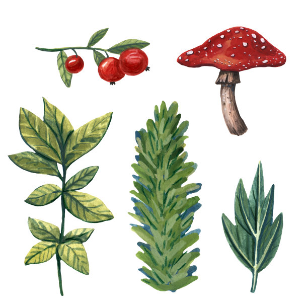 可爱的水粉画森林蘑菇，浆果和植物。手绘孤立的对象。卡通风格。植物的元素。森林散步。秋天的收获。水彩植物和浆果。图片下载
