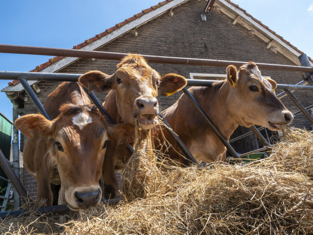 在动物农场里吃干草的小牛的特写。图片下载
