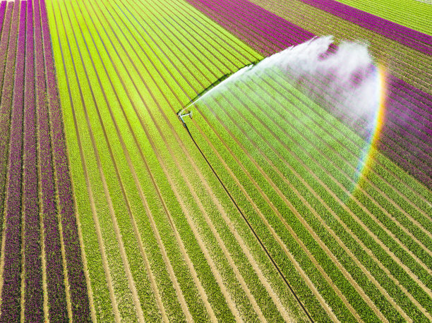 春天里生长在用农业喷雾器喷洒的田地里的郁金香图片下载
