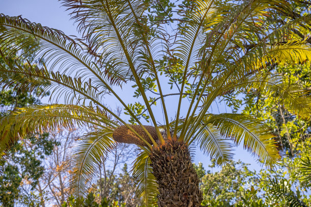 蕨类植物的叶子图片下载