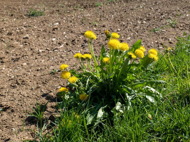 蒲公英花种子和草地图片下载