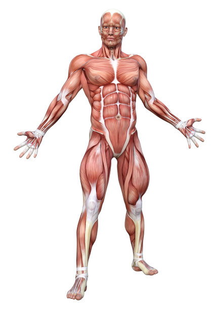 3D渲染白色男性解剖图图片下载