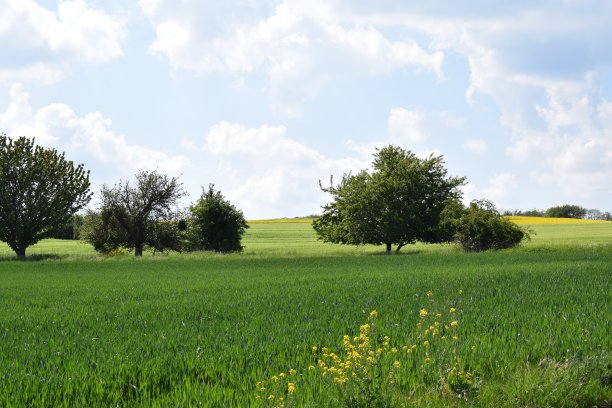谷物田里的果树图片下载