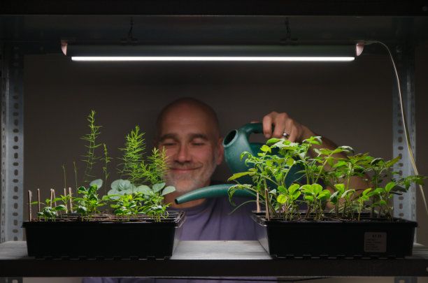男子在LED灯下浇灌室内幼苗图片下载