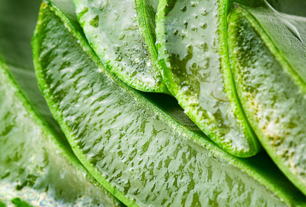 宏芦荟图片下载