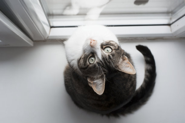 大眼睛的猫图片下载