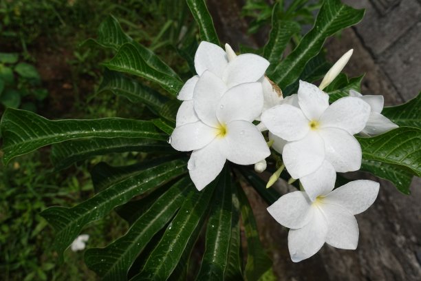 白色的鸡蛋花在早晨有雨滴图片下载