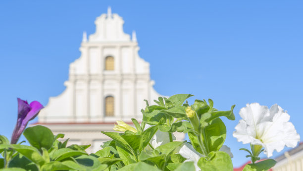 以蓝色天空为背景的旧建筑上拍摄的街上的曼陀罗花。绿叶白花。图片下载