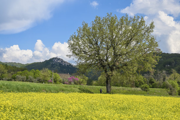 Paesggio与油菜籽图片下载