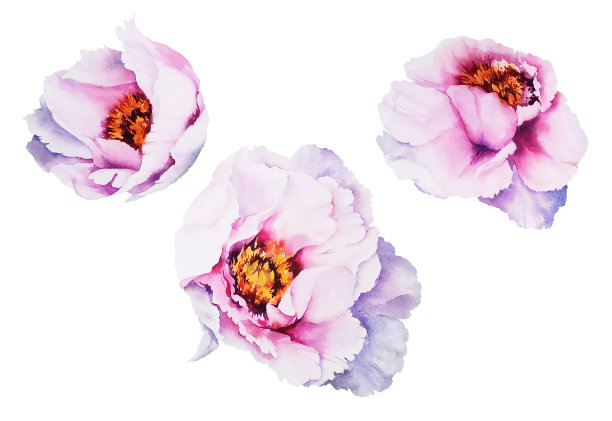 水彩画的牡丹花，一套粉红色的春花图片下载