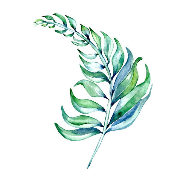 绿色，蓝色，深色的热带树叶水彩插图在白色图片下载
