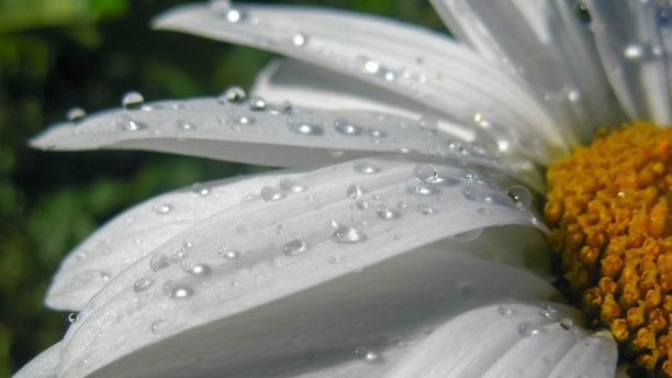 甘菊花瓣上的露珠图片下载