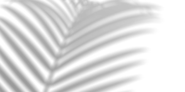 棕榈叶阴影叠加效果。夏季背景与热带树叶阴影。图片下载