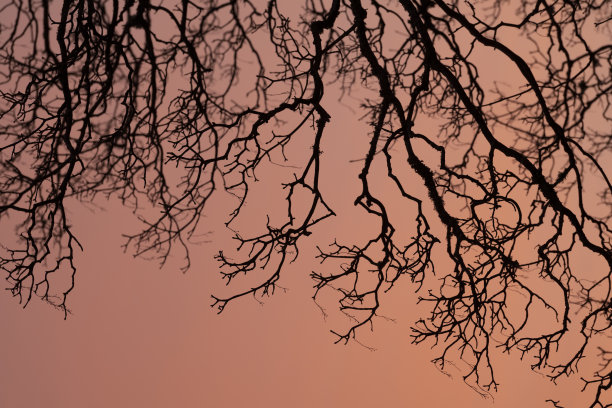 冬天日出时裸露的树枝图片下载