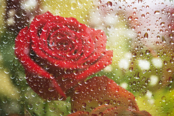 玫瑰透过雨滴玻璃图片下载