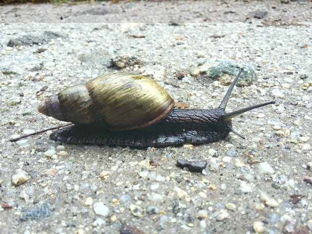 一只非常大的蜗牛在路上图片下载