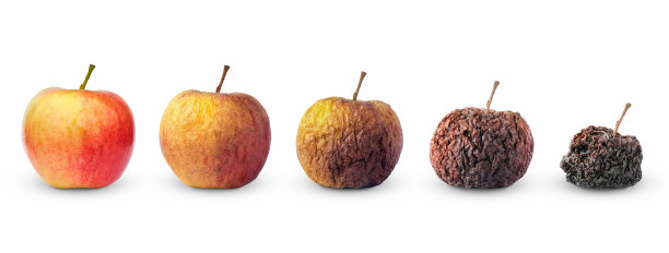 苹果果实的生活圈由鲜至烂隔离在白色上图片下载