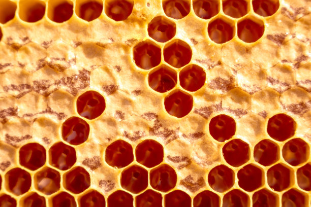 蜂箱的蜡状蜂巢的背景图片下载