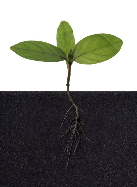 可见地下根的生长植物图片下载