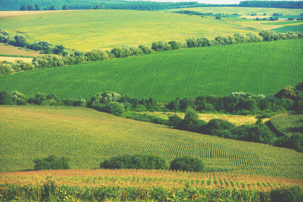 夏天的乡村景色。山上耕地的景色图片下载