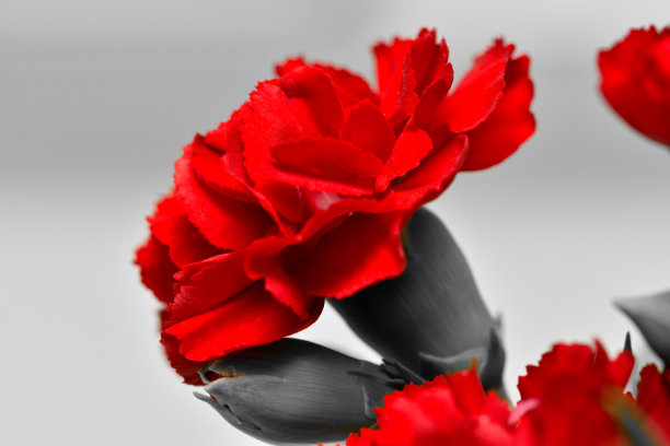 康乃馨花图片下载