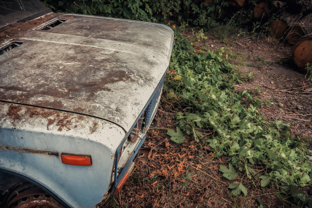 一辆被遗弃在树叶中的汽车。背景上是被砍倒的树木。图片下载