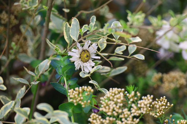 一朵盛开在花盆中的罗丹花图片下载