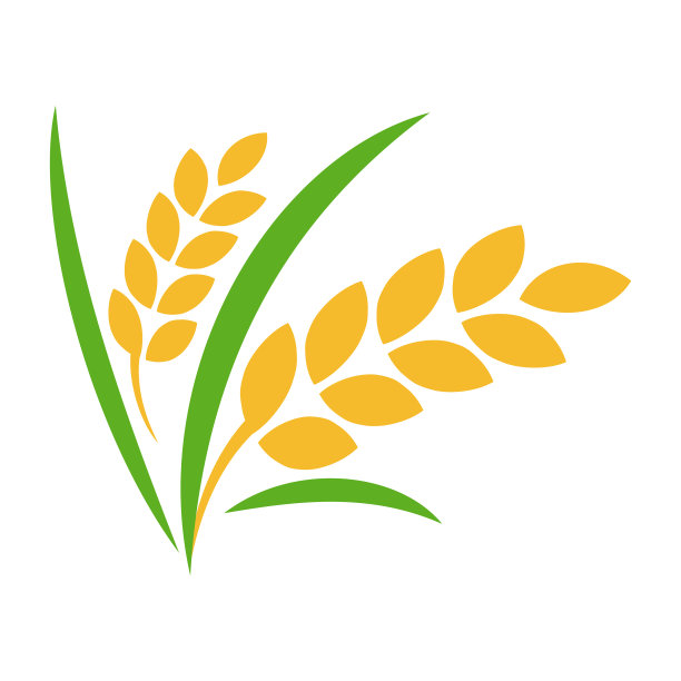 叶离生的水稻图片下载