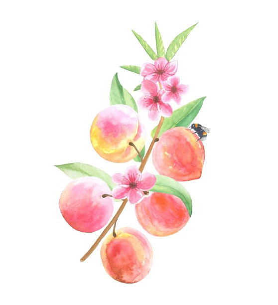 枝桃子和花与叶，水彩插图孤立在白色背景。图片下载