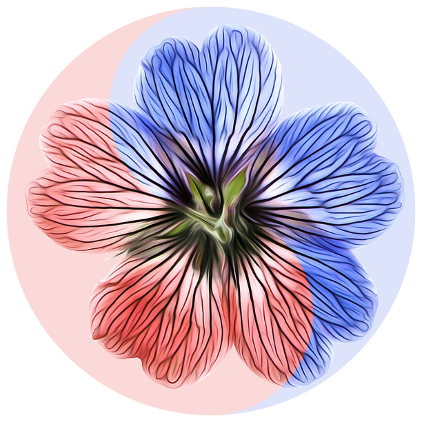 花象征阴阳。天竺葵。阴阳符号的几何图案，源自东方风格的彩色背景上的植物。阴阳象征由花、花瓣组成。曼荼罗的花朵插图图片下载