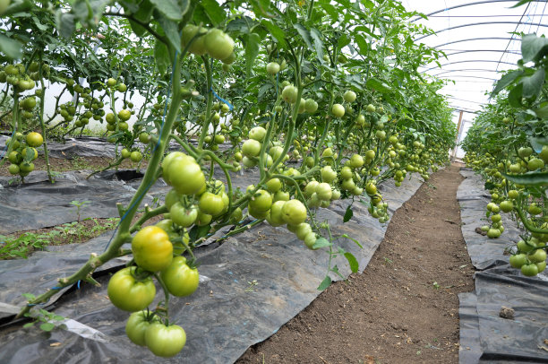 西红柿是在带有滴灌的温室里种植的图片下载