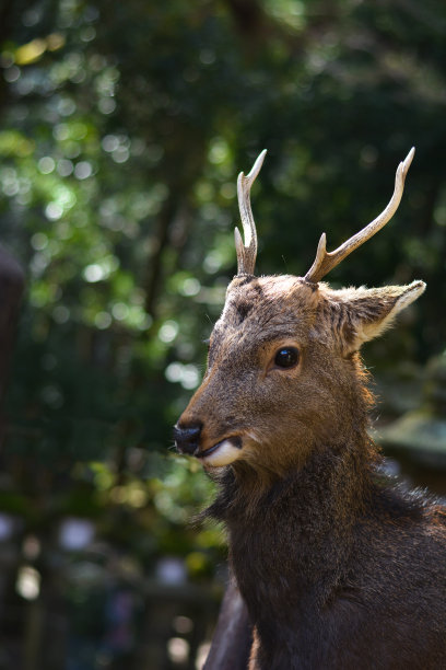 在日本奈良公园，一只公鹿在阳光下的特写镜头图片下载