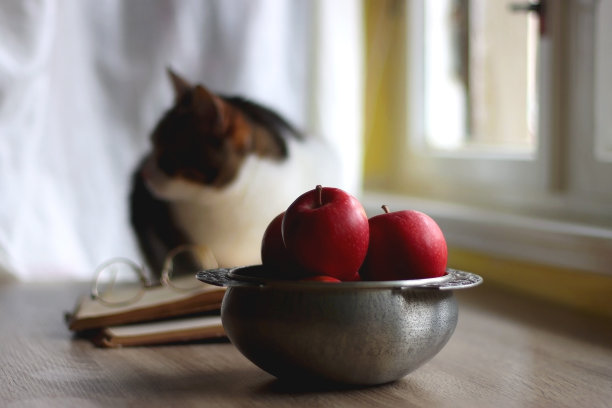 苹果碗，书，眼镜和猫图片下载
