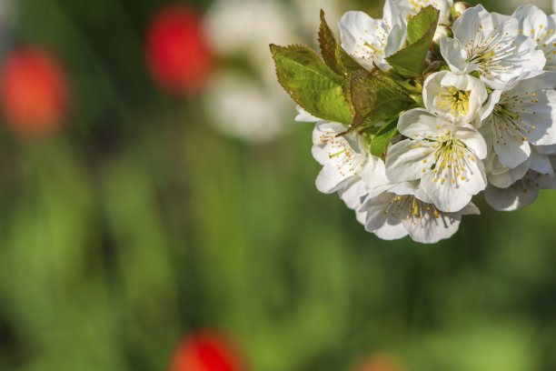 白色花朵在模糊的绿色背景上的特写。背景是一棵苹果树开花的树枝。自然花卉背景的一个春天盛开的花园在公园。花卉艺术设计图片下载