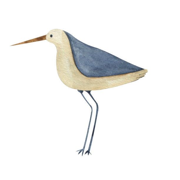 水彩大海，蓝色和白色的鸟。可爱的海鸥插图图片下载